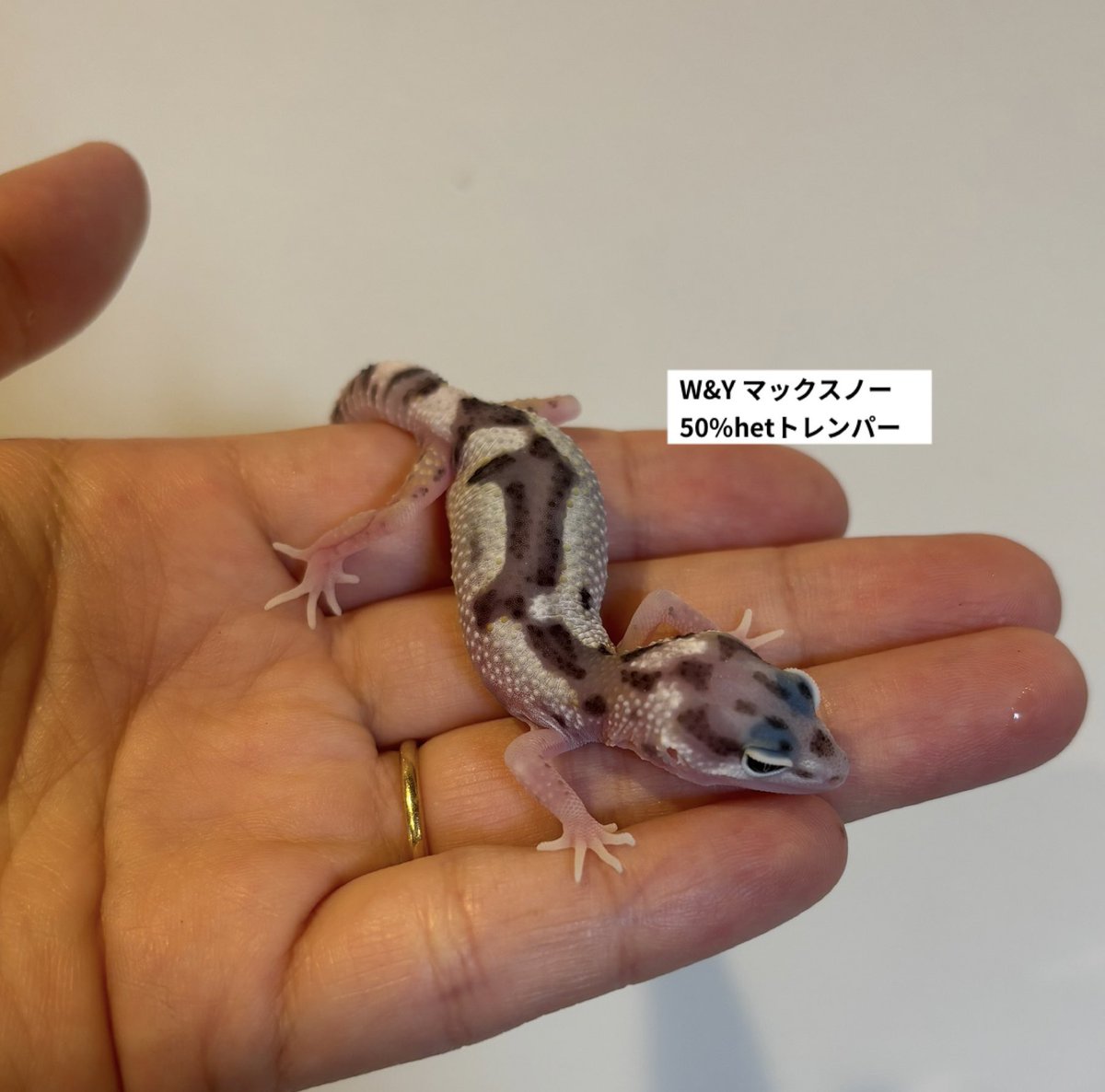 Ramuse0323's tweet photo. レオパードゲッコー入荷しました✨

＊スーパーマックスノー66%hetレインウォーター
＊スーパーマックスノー50%hetトレンパー
＊W&amp;Yマックスノー50%hetトレンパー
＊マックスノー50%hetトレンパー

気になる方はお早めに♪

#レオパードゲッコー
#ヒョウモントカゲモドキ
#爬虫類
#ラミューズ https://t.co/upCoWHmBFI