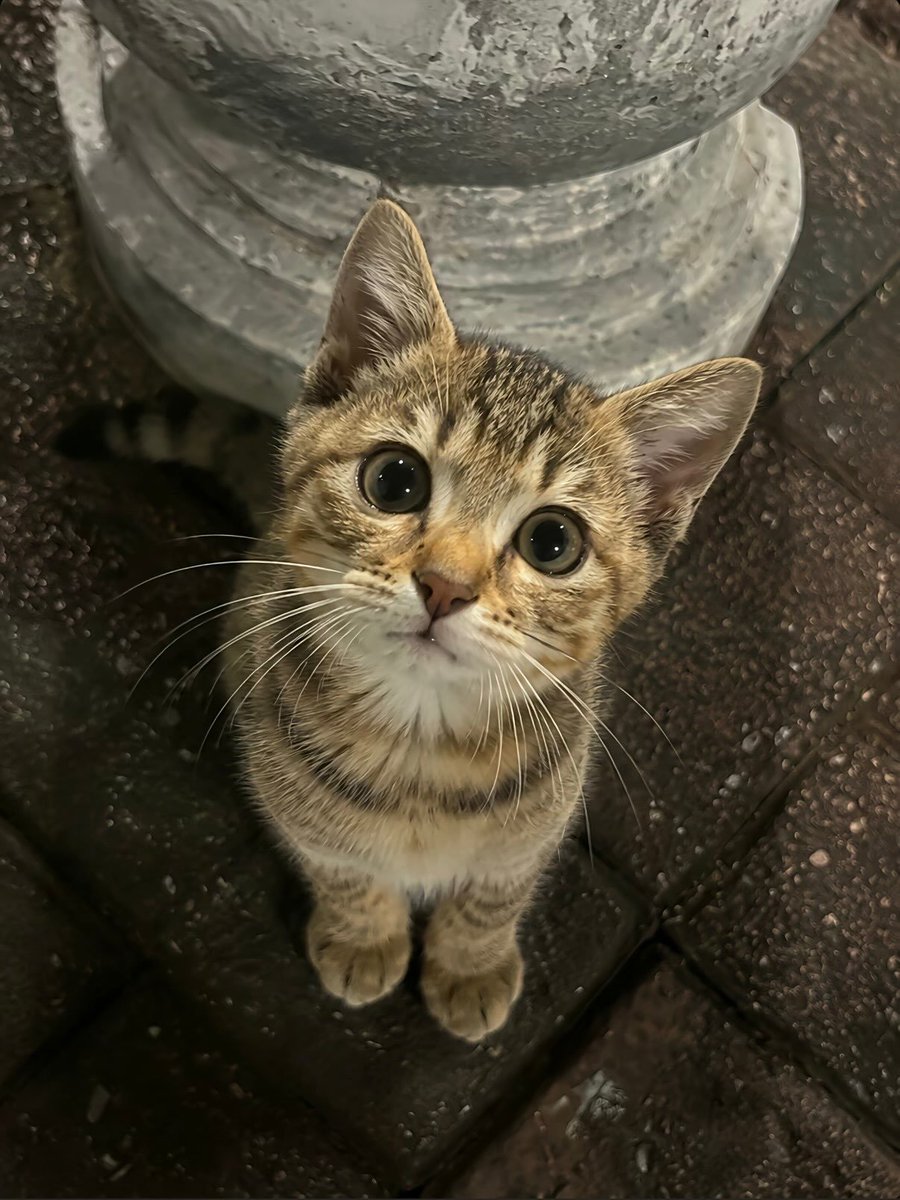 catsworldaura's tweet photo. https://t.co/e7wKToPM8X