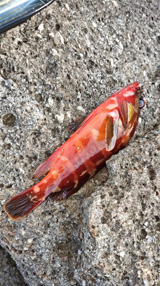kusaarashi2's tweet photo. 熊野　ズロ���うねり大
おこぜ、ベラ、アカハタなど https://t.co/eHWw0SIogc