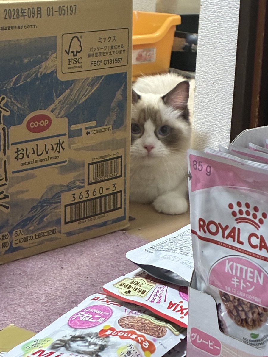 Mykarctic's tweet photo. 気分落ちてて調子も良くなかったけど、猫がドタバタ走り回ってて、無理矢理だけど少し元気に。
このあと猛ダッシュでこっちに走ってきた。 https://t.co/mGs2CqYVE0