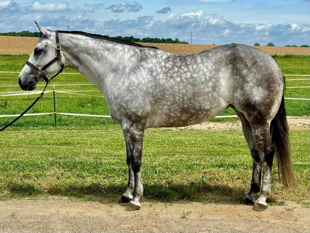 SeriousEquine7's tweet photo. 🎉SOLD🎉Dramatyzed, “Remi”, 2021 AQHA/APHA grey mare by Makin Me Willy Wild out of a Vitalyzed mare. 15.2hh. 

#seriousinquiriesonlyequine https://t.co/7qfxLPmVae