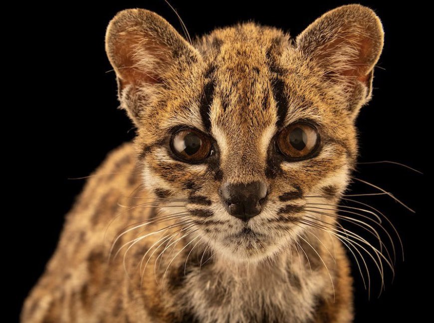 shokoieirisgf's tweet photo. the new species of cat is nobara coded https://t.co/fUoYh4dxtb