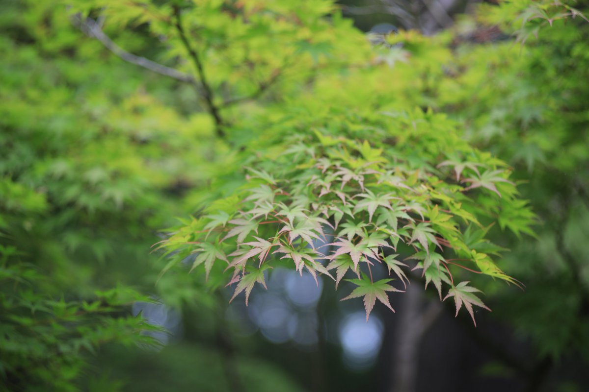 yczx38's tweet photo. 紅葉が待ち遠しい
#写真 #オールドレンズ https://t.co/UCjAbcE9rL