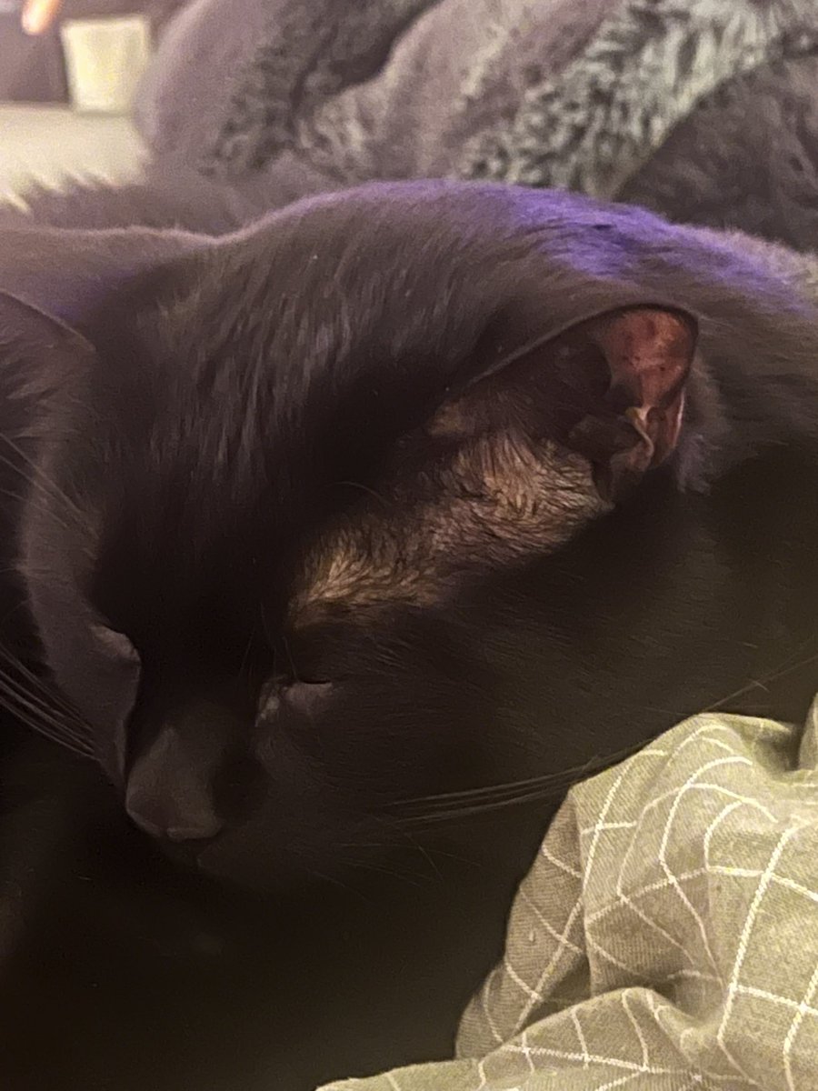 IDIDTHIS4US's tweet photo. my cat falling asleep while i play fenty face https://t.co/cEbM4wAv5n