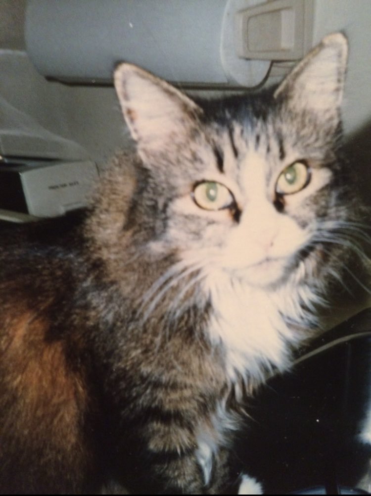Holdentwd's tweet photo. Digger The Movie, Maggie the cat I had a cat named Maggie as well. Remembering Maggie my cat 🕯️🐈 Travis Kelce Tom Cruise Jason Kelce Taylor Swift TIFF #usa #canada #unitedkingdom #paris #toronto https://t.co/ym15wW0zpK