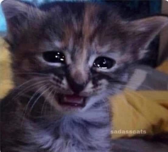 GeeseGremlin's tweet photo. I am going to fight the pollen in the air 🤧 this is killing meee https://t.co/C7Nm3Q9Mgb