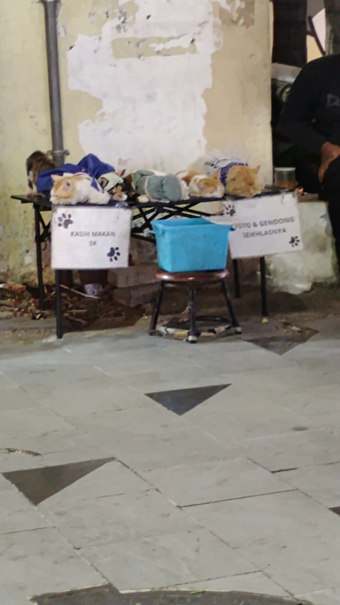 KapudS640's tweet photo. Semalam main ke Jl. Tunjungan, dan lapak kucing ini masih ada 😭

Padahal udah sering viral, kirain bakal stop. https://t.co/lzCmVYDG6R