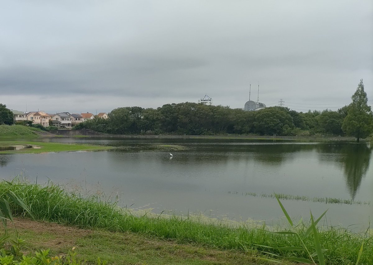 okui091's tweet photo. 今日はお出かけのため散歩はお休み！😊

​写真は先週の吉川運動公園なんですけど、
夜の雨で一面が大きな池みたいに…！💦
真ん中にはサギがポツリ🪶
たまにこういう珍しい景色に出会えるから散歩って面白いですよね👍
​皆様も良い週末をお過ごしください！
​#お散歩でゴミ拾い #吉川市 #吉川運動公園 https://t.co/4UZyUpHnvE