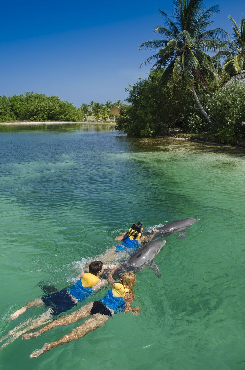 MinturCuba's tweet photo. ✨Navegar por el Caribe, explorar sus fondos marinos y vivir un encuentro con delfines. Cuba convierte el mar en escenario de experiencias que se quedan en la memoria. 🇨🇺🏖️

#CubaUnica #CubaTravel #ViajaACuba #CubaMágica https://t.co/f0Qq675u9x