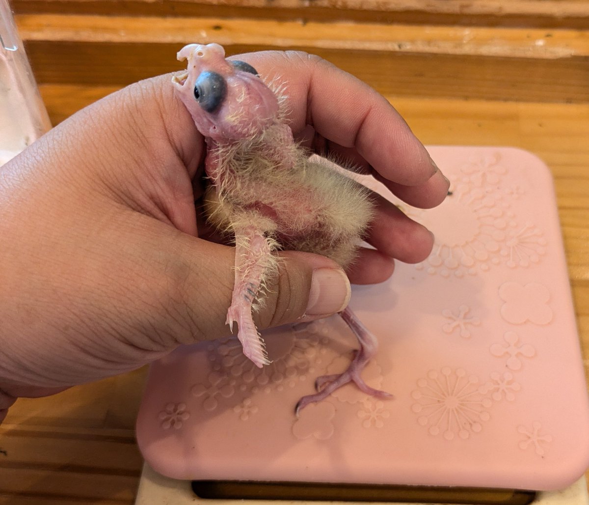 princepurin_ tweet picture