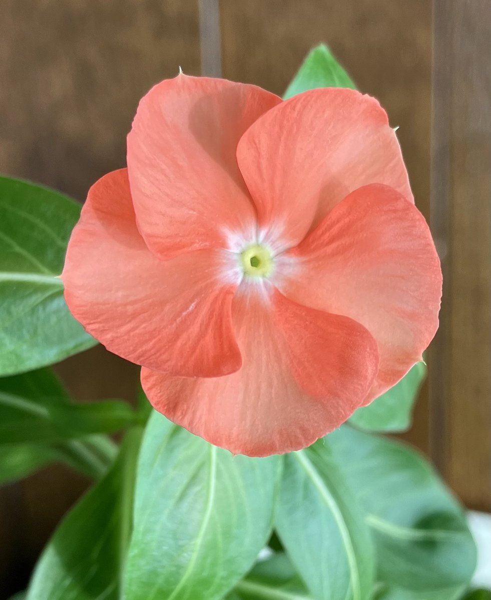 jukkkie's tweet photo. Our periwinkle flowers for today
🧡💕🧡🧡
😉😸🌿🌼🌹🌼🌼🌿✨
#Flowers #Periwinkle #September2026 https://t.co/7U79bwMfNi