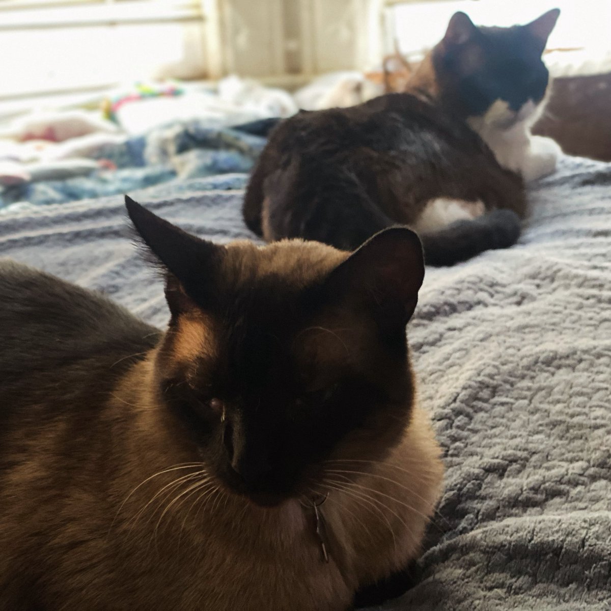 kelly2819's tweet photo. Friday life 😻♥️😻.
@tippyandmerle
Please support Tippy! Any amount donated is greatly appreciated…thank you 💕!! https://t.co/KmgucQMqws
#Friday #FridayVibes #FridayLife #CatsOfSanFrancisco #SnowshoeCat #SnowshoeSiamese #SiameseCat #Siamese #AdoptDontShop #TippyAndMerle https://t.co/W1REOk2dB2