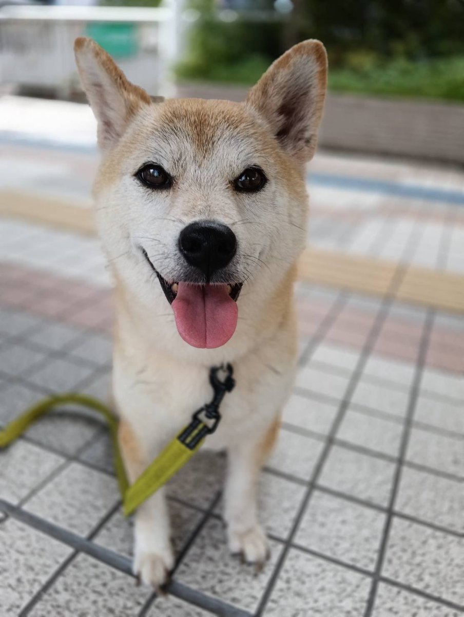 JCDLkawashima's tweet photo. 🍀本日９／１９（土）譲渡会行います🍀
開催時間は、
🐶１１時〜１６時頃迄です🐱
生後４ヶ月のJCDLではお久しぶりの
白猫子猫が初参加🩷
可愛い犬猫達に会いに譲渡会に、お越しくださいませ🎀

＃譲渡会　＃千里中央　＃保護犬
＃保護猫　＃里親 https://t.co/rsrFcbEIre