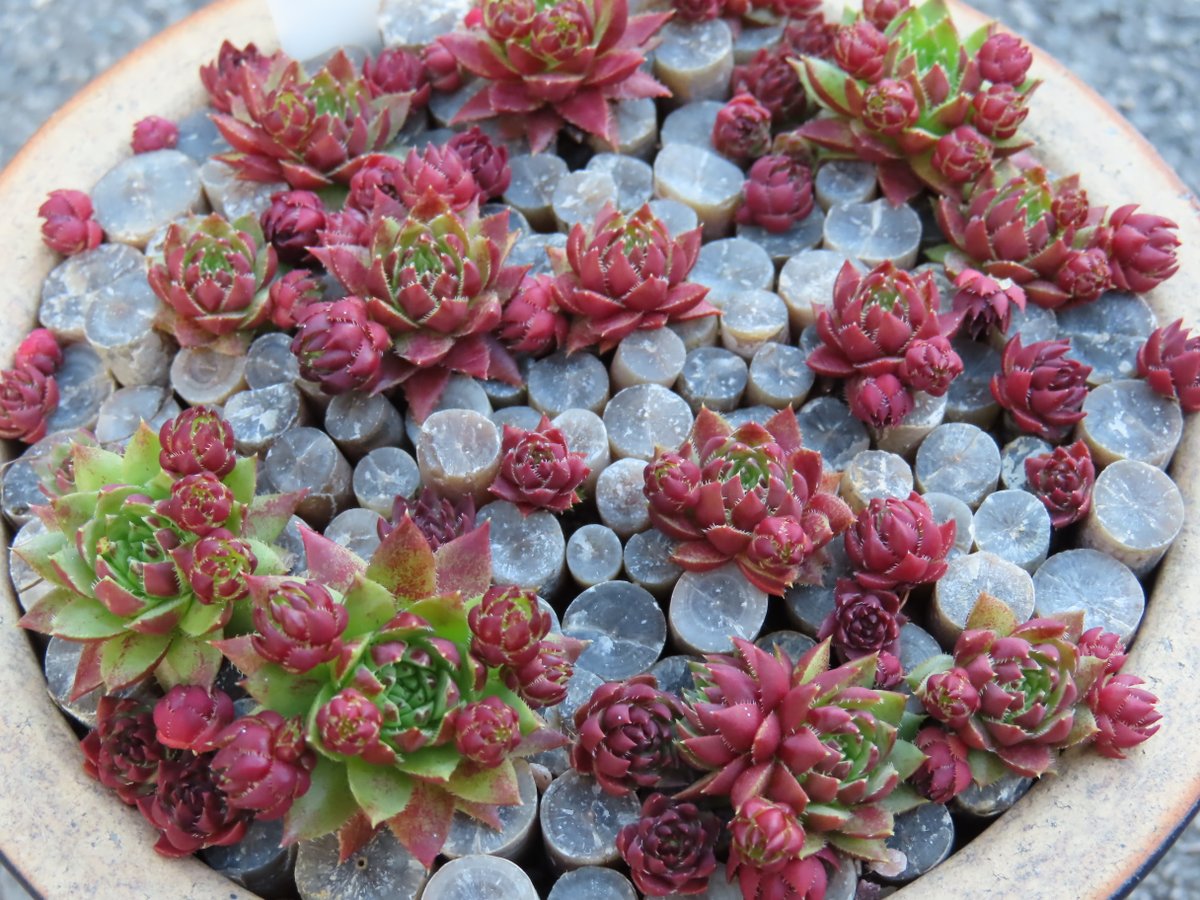 Khaph's tweet photo. Jovibarba 'Emerald Spring' and belemnites. it's not very green right now is it? #jovibarba #succulents #fossils #fossilfriday #alpines https://t.co/NuYt9lyOBi