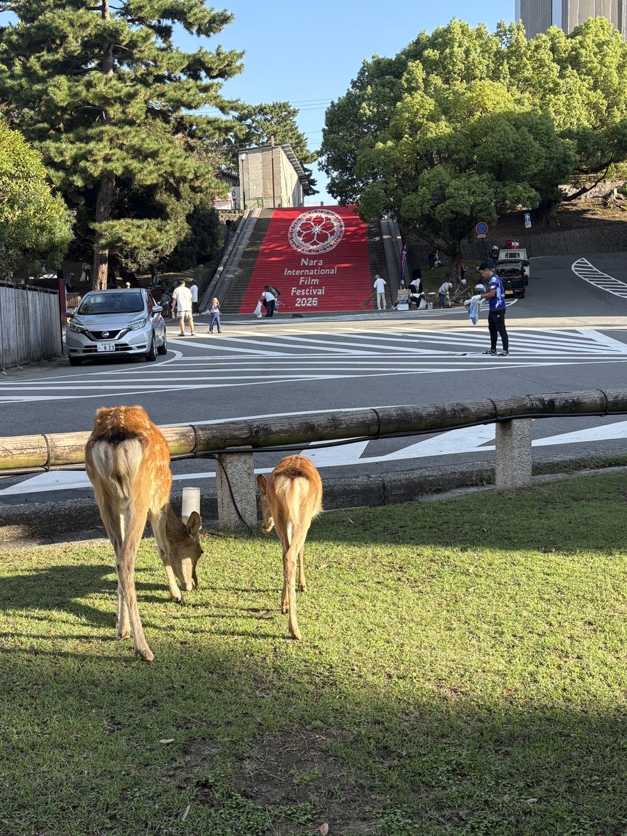 himawari3352's tweet photo. 今日は朝から猿沢池のゴミ拾いに参加していい気分です✨ https://t.co/Qkh77XtTrW
