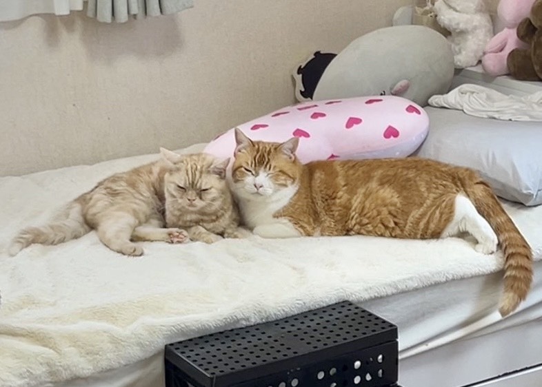 minnano_zoo_ntv's tweet photo. みりちゃむさんが預かる
保護猫「たくあん&amp;メンマ」！

このまま順調に人なれが進めば
【10/25(日)#譲渡会 】に参加予定です📝❣️

🐱たくあん（推定６歳・男の子）
🐱メンマ（推定６歳・女の子）

2匹との面会は事前予約優先となります！
詳細はリンクからご確認下さい✅
https://t.co/poj4o34YZR https://t.co/y5POEp5ag5
