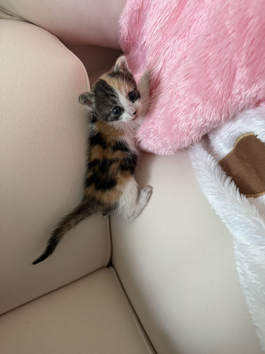 ahristocrate's tweet photo. Tu pars prendre ton latte du matin et tu te retrouves à adopter un chaton https://t.co/8PPprNt2zI