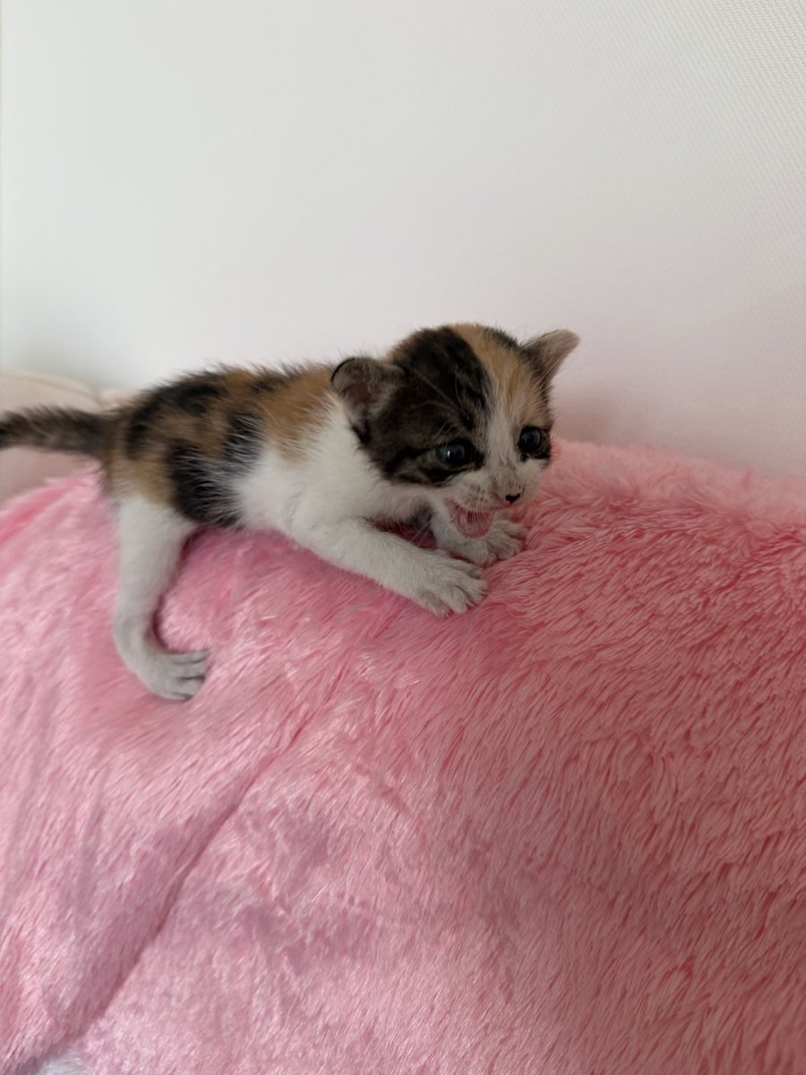 ahristocrate's tweet photo. Tu pars prendre ton latte du matin et tu te retrouves à adopter un chaton https://t.co/8PPprNt2zI