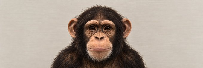 mintA4ther's tweet photo. We’ve had INUs, cats, dogs — everything
But somehow we forgot the APE.
“Ape” is one of the most recognizable words in crypto. Everyone says “ape in,” everyone calls themselves apes  but we’ve never just sent APE.
APE — keep it simple. https://t.co/8ddmrsE3JA