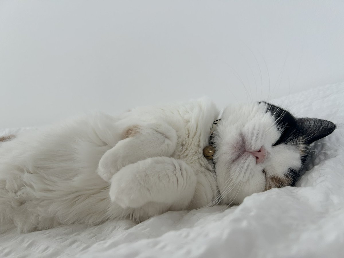 mofmof_bibi's tweet photo. 朝の景色これで最高です

#猫 #ねこかわいいね https://t.co/TxEsPaNBEx