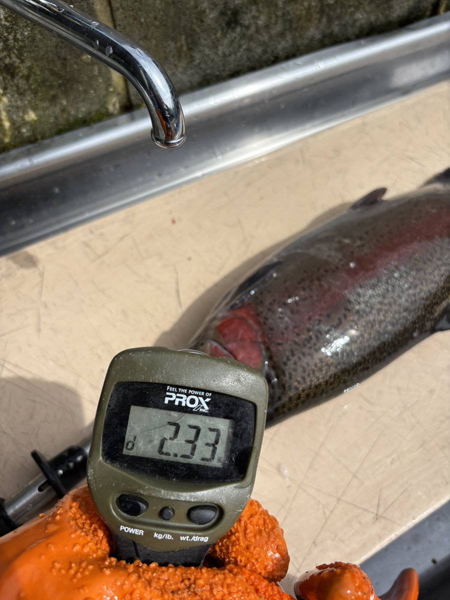 haniko_kantsuri's tweet photo. ウィスパーⅢで52センチ2.3kgの甲斐サーモンゲットです👍直前にドナルドソン48センチ?をキャ���チしましたがリリース正解でした。ウィスパーはティップの細さからは想像できないパワーがありますね。全く危なげなく対応できました😃
#八丁堀
#八丁釣り堀
#甲斐サーモン
#iOSFACTORY https://t.co/JCGYkGzob3