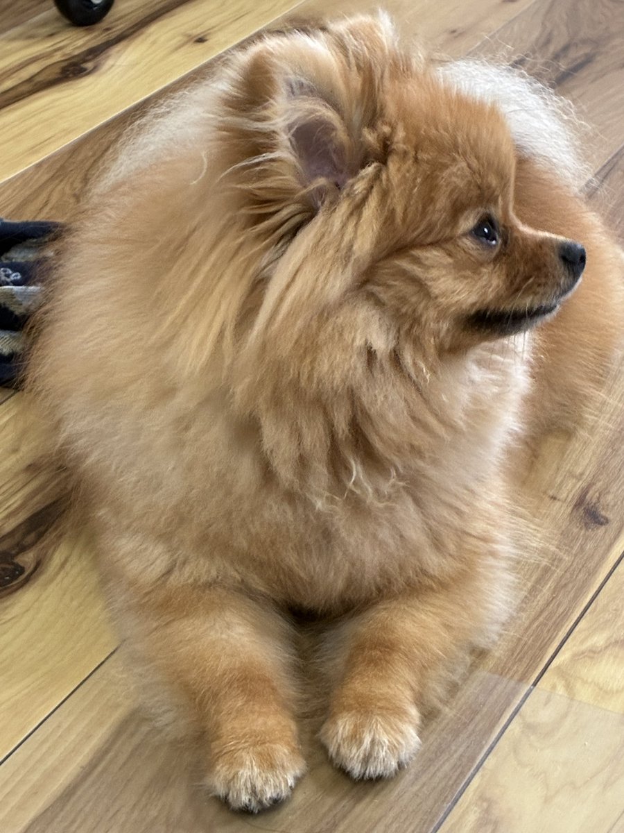 mocha80746's tweet photo. ポ〜コちゃん！
お名前呼んだらこっち見てくれる可愛い🩷 https://t.co/uQB4P9tq0V