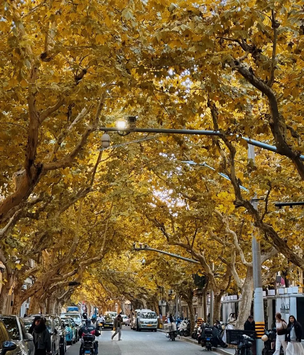 adrif293342's tweet photo. Just caught the first golden leaf falling with a crisp breeze—autumn’s here in the coziest way ， https://t.co/373pNqnxYp