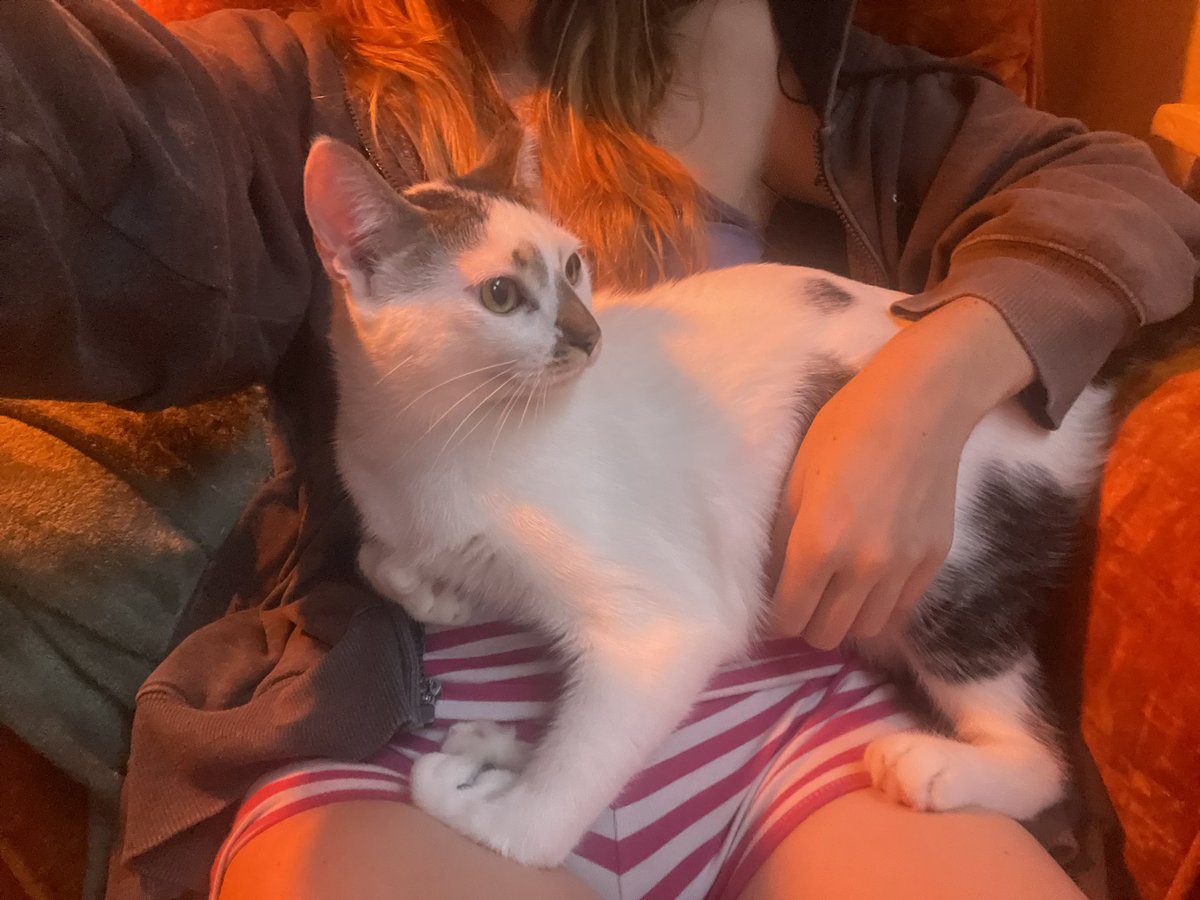 Clockingedin's tweet photo. I get emotional when I think about mouse bc what do you mean he used to live on the street this is not a cat that was ever meant to live outside https://t.co/YyQfxLm5aS