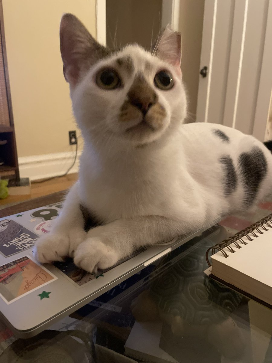 Clockingedin's tweet photo. I get emotional when I think about mouse bc what do you mean he used to live on the street this is not a cat that was ever meant to live outside https://t.co/YyQfxLm5aS