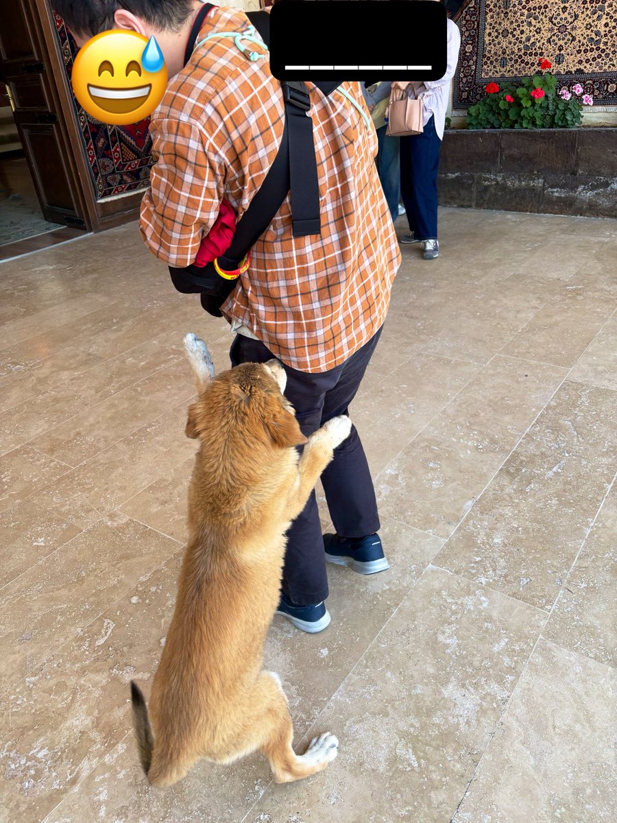yoko_redrosso's tweet photo. お詫びに動物に好かれる私の写真をお送りします
ネコが人懐っこいとは聞いてたけどびっくりするくらい人間に寄ってくるわ https://t.co/xibevRHFbm
