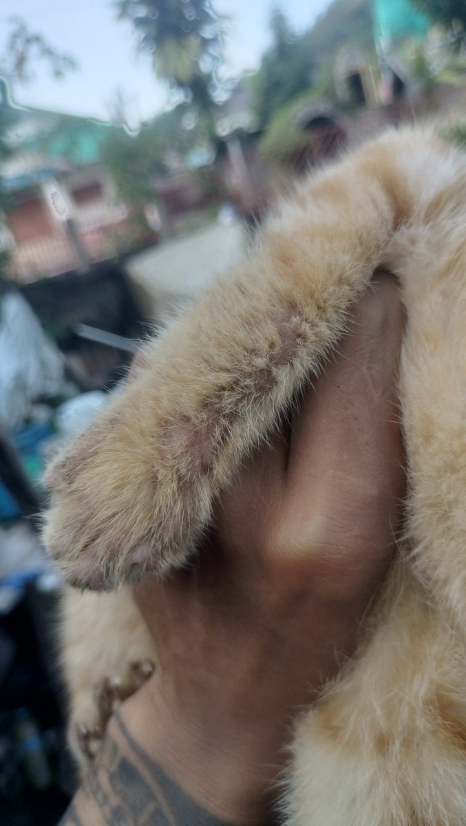 ItsaranRat5w0's tweet photo. น้องป่วยเป��นเชื้อราคับน่าสงสารมาก
ที่อยู่เผือพี่ๆคนไหนอยากบริจาค อาหาร  ยา ค่ารักษาเล็กๆน้อยๆคับ นายวิทยา เซพากู่/ บ้านเลขที่205 /บ้านป่าอ้อใหม่ /หมู่5 ซอย2
ตำบลแม่ยาว อเภอเมือง  จังหวัดเชียงราย 57100
เบอร์โทรติดต่อ0932932571🙏🙏🙏🙏🙏🙏
เลขบัญชีนายวิทยา เซพากู่ กสิกร 2372953430 https://t.co/lBRfjSVX6z