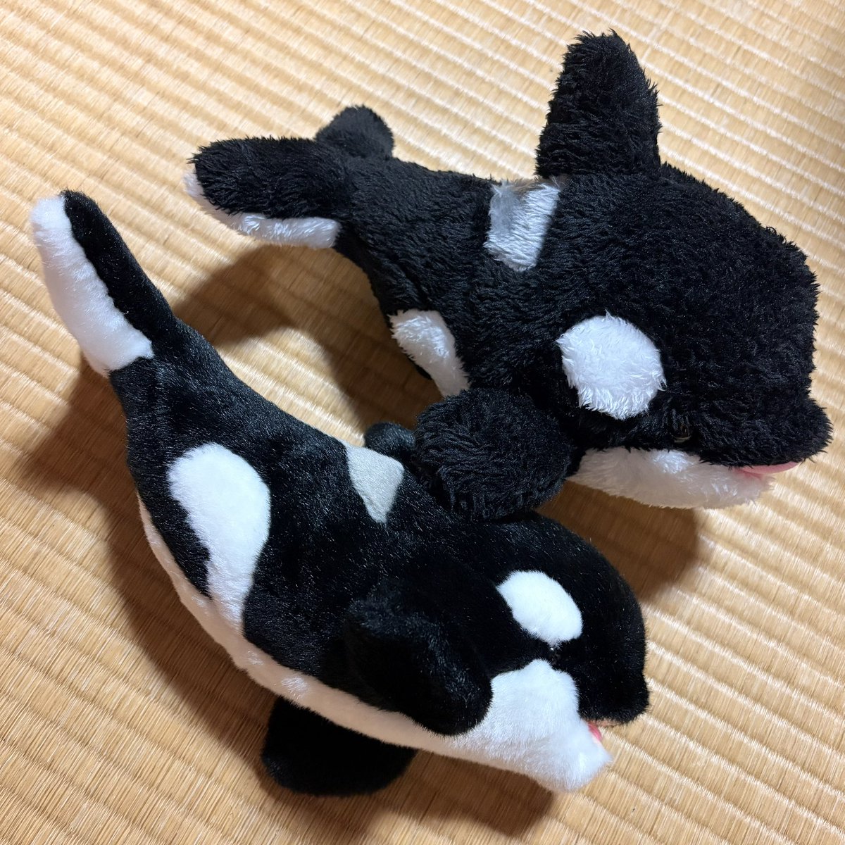 Urara_streaming's tweet photo. 無事に帰省しました🏠

この前シャチのぬいぐるみ買ったんだけど、それ持って実家帰ったら、
弟が「俺もこの前シャチのぬいぐるみ買った〜」とか言って見せてきたwww

並べて写真撮った🫍🫍 https://t.co/jjkxIc2fgf