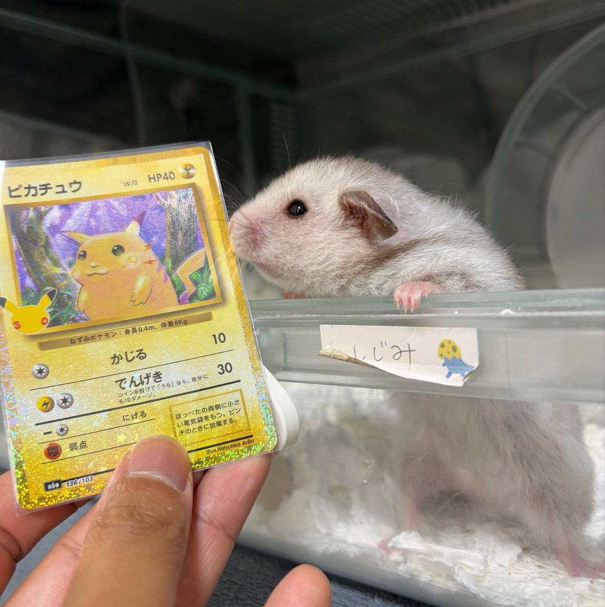 zawayuki2's tweet photo. 最寄りのコンビニでパック売ってたから運試し✌️🥹
やっぱりピカチュウは初期のずんぐりが最高やで🥹 https://t.co/SzYIcRts9q