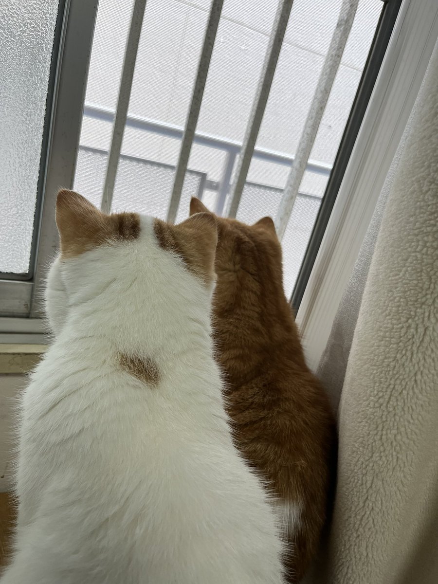 Johnny09231603's tweet photo. にゃーん https://t.co/MsXFOCBROt