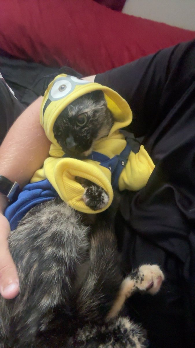 Stupiido_'s tweet photo. Hes taking me to a concert the same week i pick up the new bike and make my last rent payment here! 

Guys things are starting to be like… good? Crazy

Also she is so cute in her lil outfits https://t.co/WoSjgaF7xs