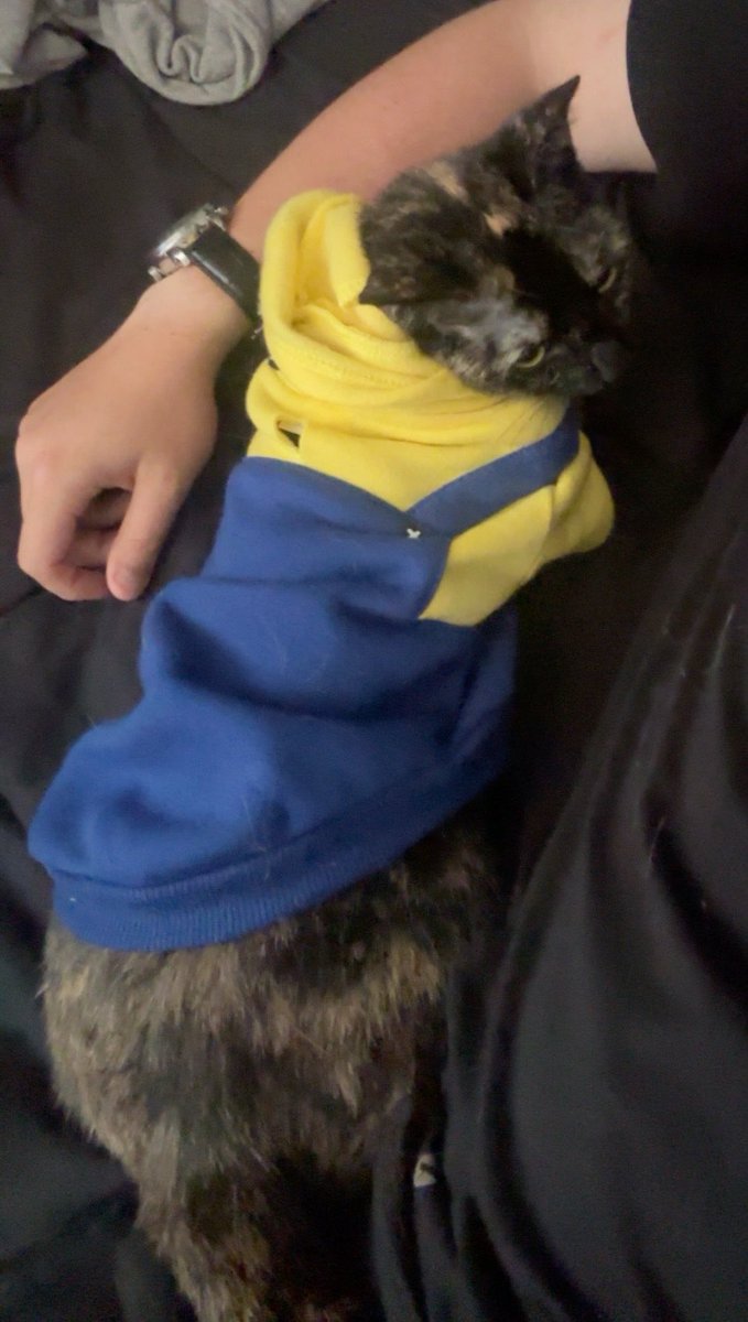 Stupiido_'s tweet photo. Hes taking me to a concert the same week i pick up the new bike and make my last rent payment here! 

Guys things are starting to be like… good? Crazy

Also she is so cute in her lil outfits https://t.co/WoSjgaF7xs