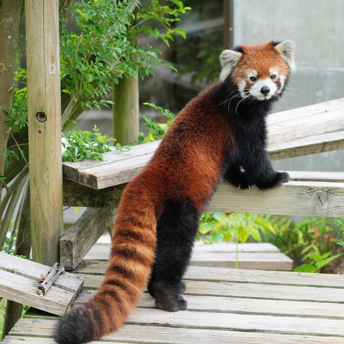 tabukkoy's tweet photo. ね、見て、僕のしっぽ
かっこいいでしょ？
(2026.9.10撮影)
#到津の森公園 #レッサーパンダ #笑笑 https://t.co/MGdIHcOour