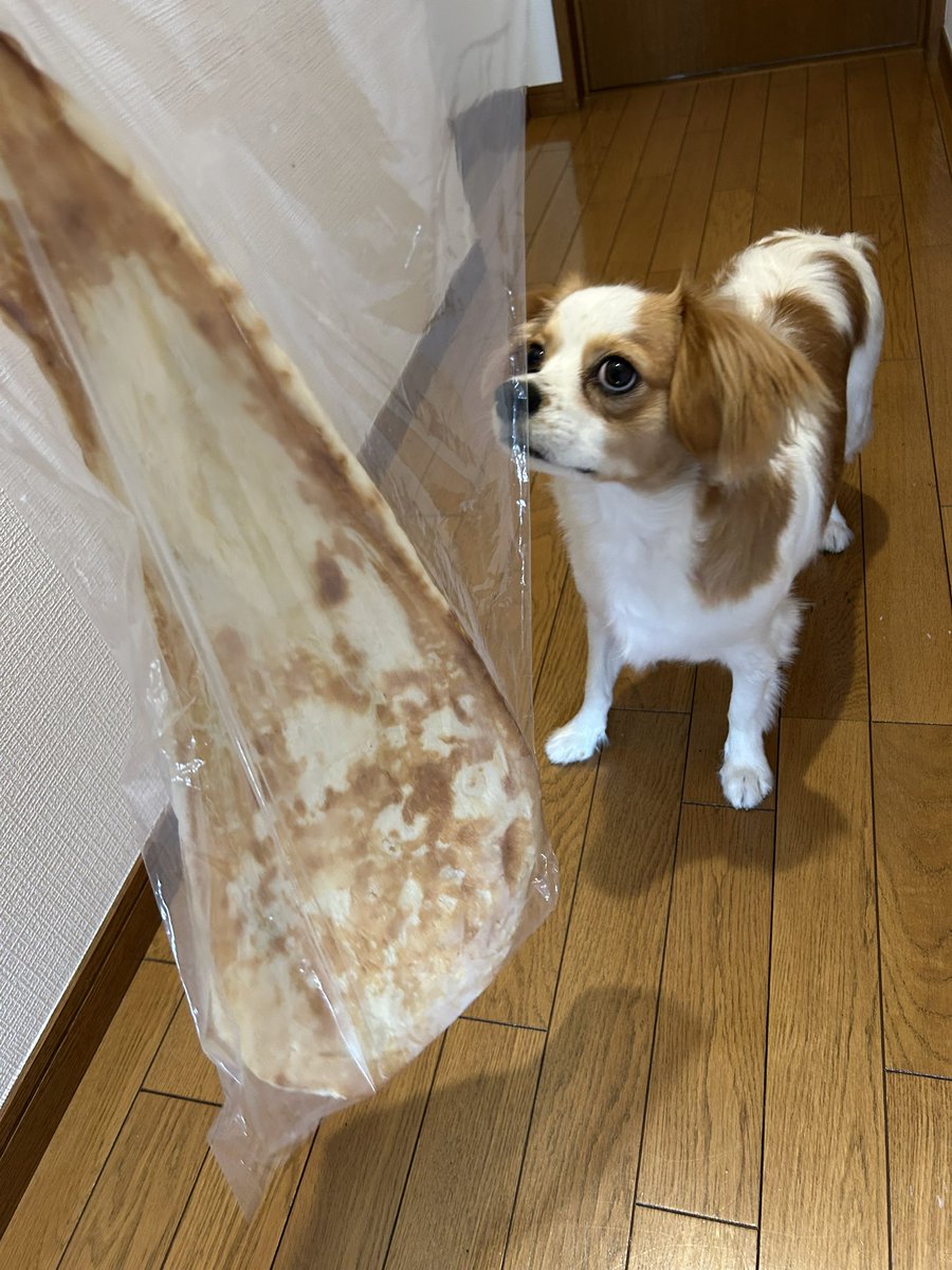 barcarolle6's tweet photo. 悪天候予想の
明日明後日なので
朝食後回しで
たっぷり  #犬散歩

２時間半の
ロングコース👣🐾

少し膝にきたし
午後はコレ食べたら
多分 寝る😴

  #巨大ナン https://t.co/fkSOb5JXfg