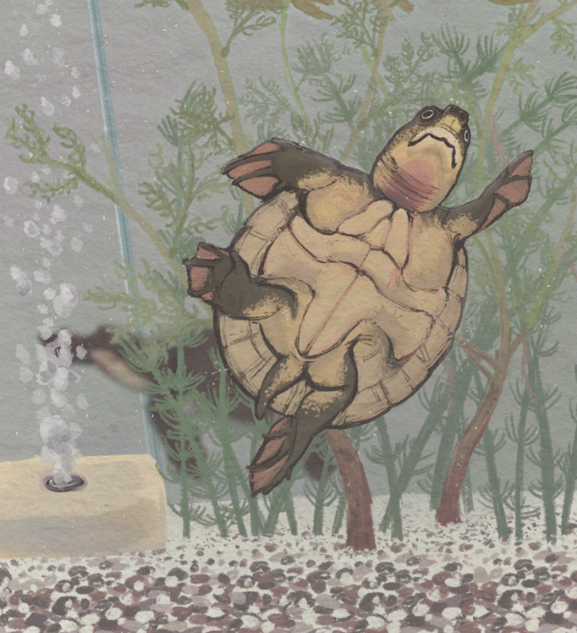 5changsik__'s tweet photo. Byeoljubuchelys in aquarium https://t.co/9MPR2dkPUZ