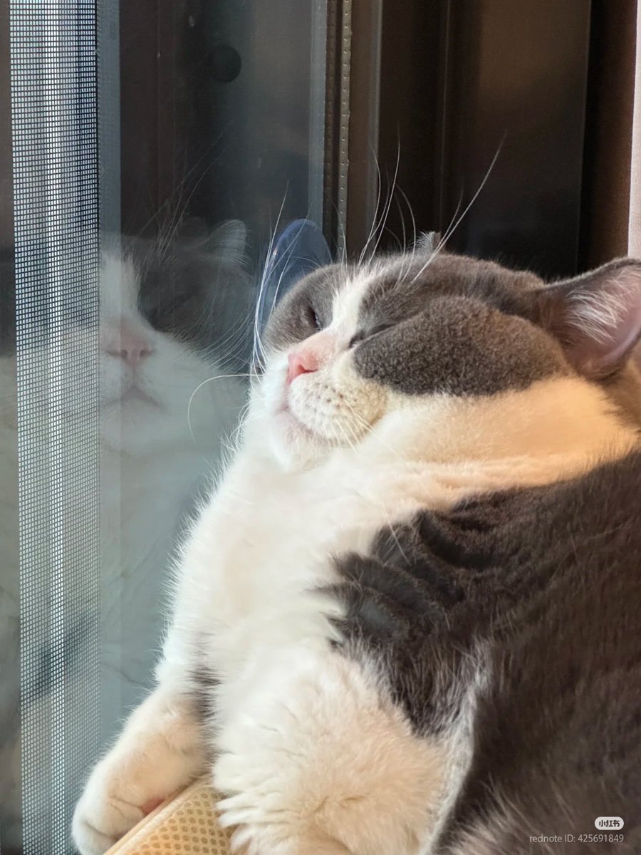 nocontextscats's tweet photo. https://t.co/KKnIO3yXIf