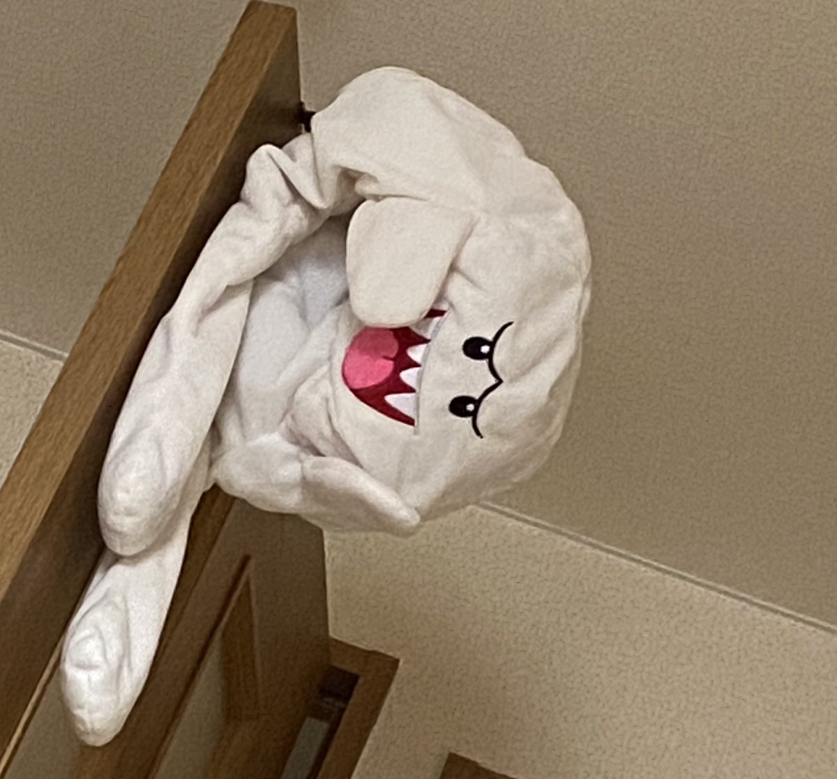 sora_nannba's tweet photo. 朝よりだいぶ良くなった…！
ほんで目線感じる思ったら…
こいつかよ…人間並みに目線感じるのなぁに？笑 https://t.co/JHdX5rI2Po