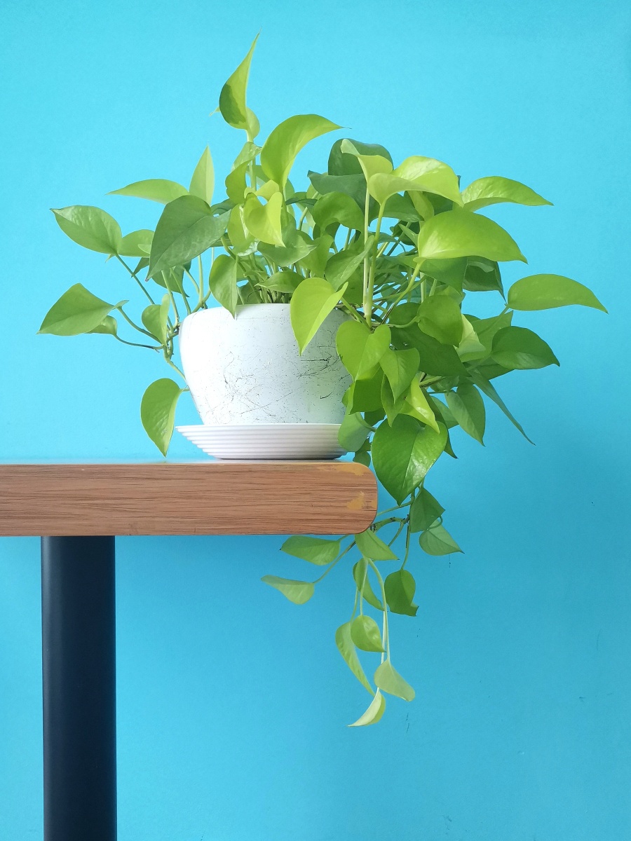 robe6rtgregory4's tweet photo. Keep your pothos happy! Water when top 2 inches of soil is dry, and place in bright indirect light. Easy, low-effort green vibes for any space!， https://t.co/seUd4UuhGf
