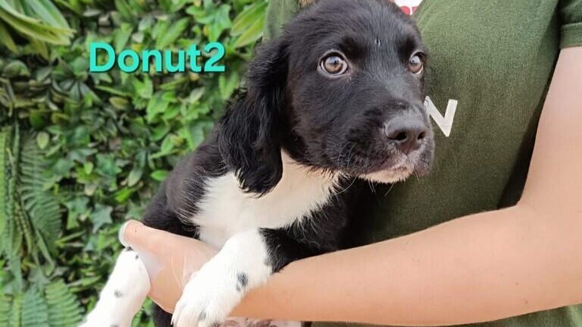 tiervermittler's tweet photo. Donut: Der kleine Donut ist ein wahrer Sonnenschein. Nachdem er einsam gefunden wurde, wartet der verspielte Pointer-Mix nun voller Hoffnung auf ein liebevolles Zuhause. Mit seinem neugierigen Wesen und… https://t.co/XJVgmAjwkN #Hund #PointerMix #Tierschutz #Adoptdontshop https://t.co/K5AYN3zhSP
