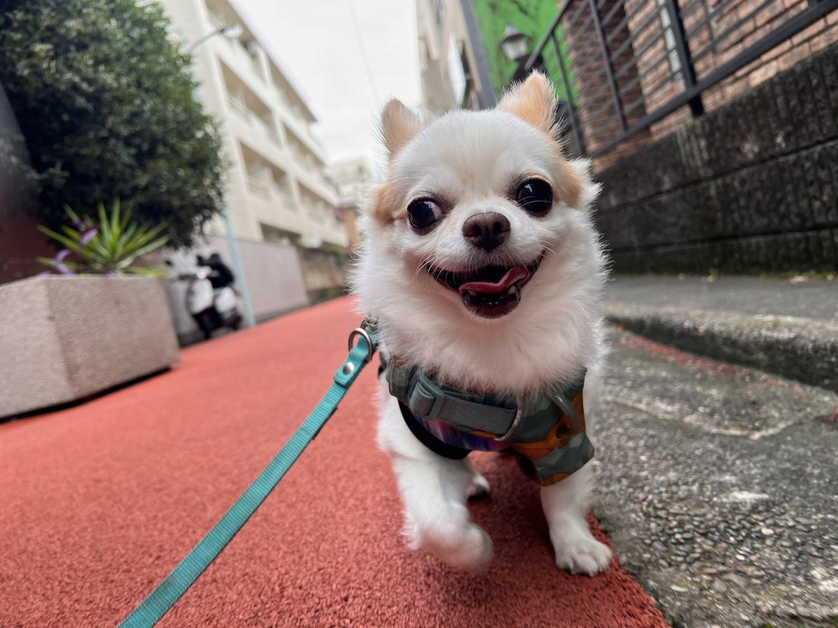nakkkkkan's tweet photo. 我が家チワッワ4と324日目

あさんぽイヤイヤ期と楽しい期 https://t.co/D4jP79bCGe