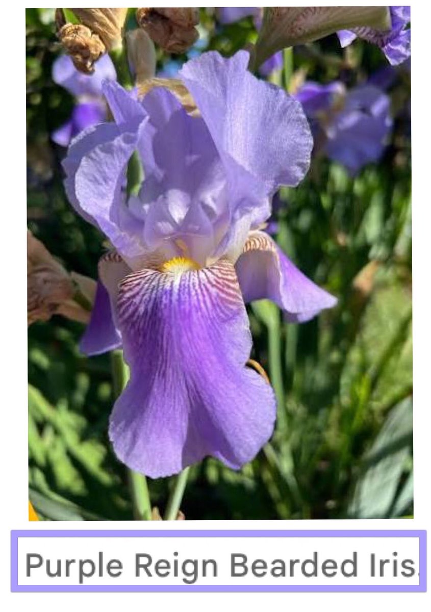 larrytsjwaffle's tweet photo. I did not make this up. Purple ☔️Reign 👑 Bearded 🧔🏻‍♂️ Iris 🌈 https://t.co/jIt3GQyYeQ
