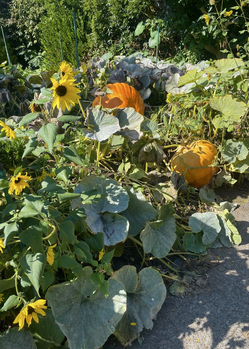 _wavykat's tweet photo. the Sunday of Summer.

some late season raspberries, early season pumpkins, and marigolds ~ https://t.co/pmoFYFs3hx