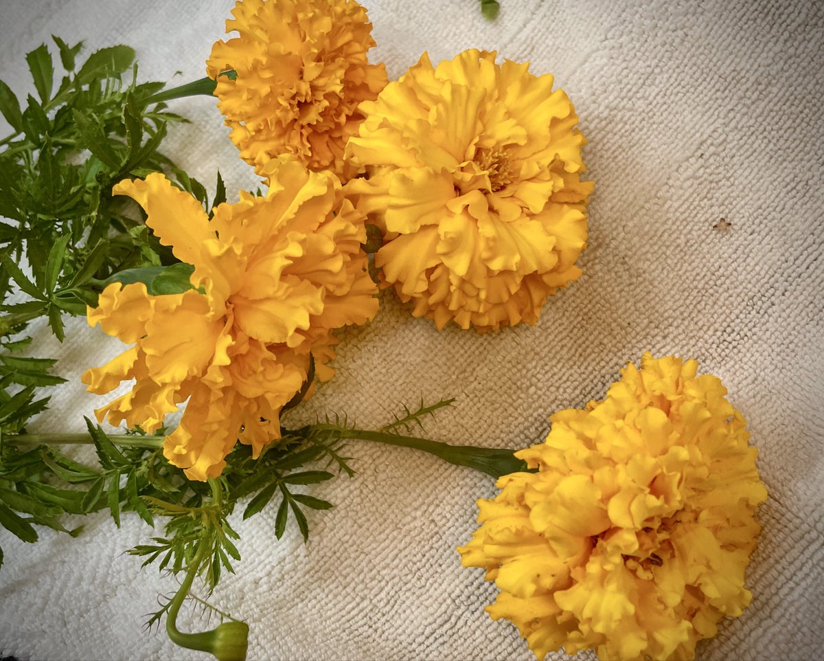 _wavykat's tweet photo. the Sunday of Summer.

some late season raspberries, early season pumpkins, and marigolds ~ https://t.co/pmoFYFs3hx