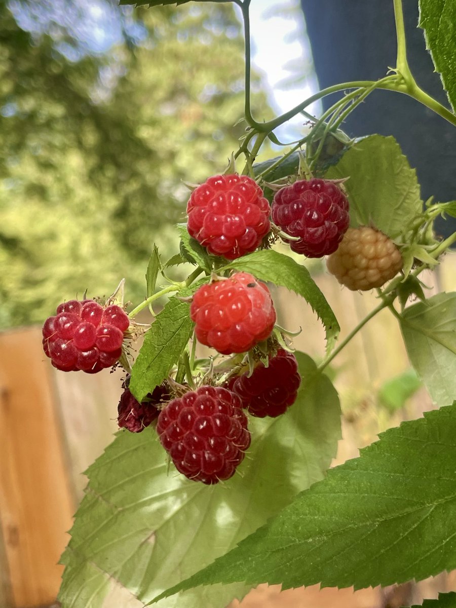 _wavykat's tweet photo. the Sunday of Summer.

some late season raspberries, early season pumpkins, and marigolds ~ https://t.co/pmoFYFs3hx