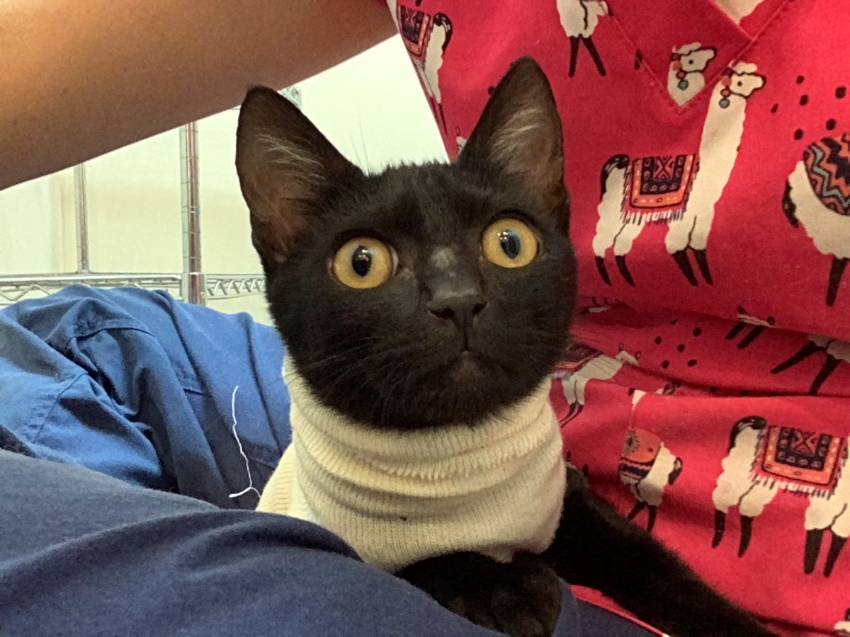 nakagawaahp's tweet photo. 《小笠原猫飼い主さん募集》
去勢済み男の子、ネロくん
甘えん坊で抱っこするとゴロゴロいいます🐈‍⬛
大人しくて優しい子です❣️
ご連絡お待ちしております☎︎ https://t.co/g9BcOoyLSR