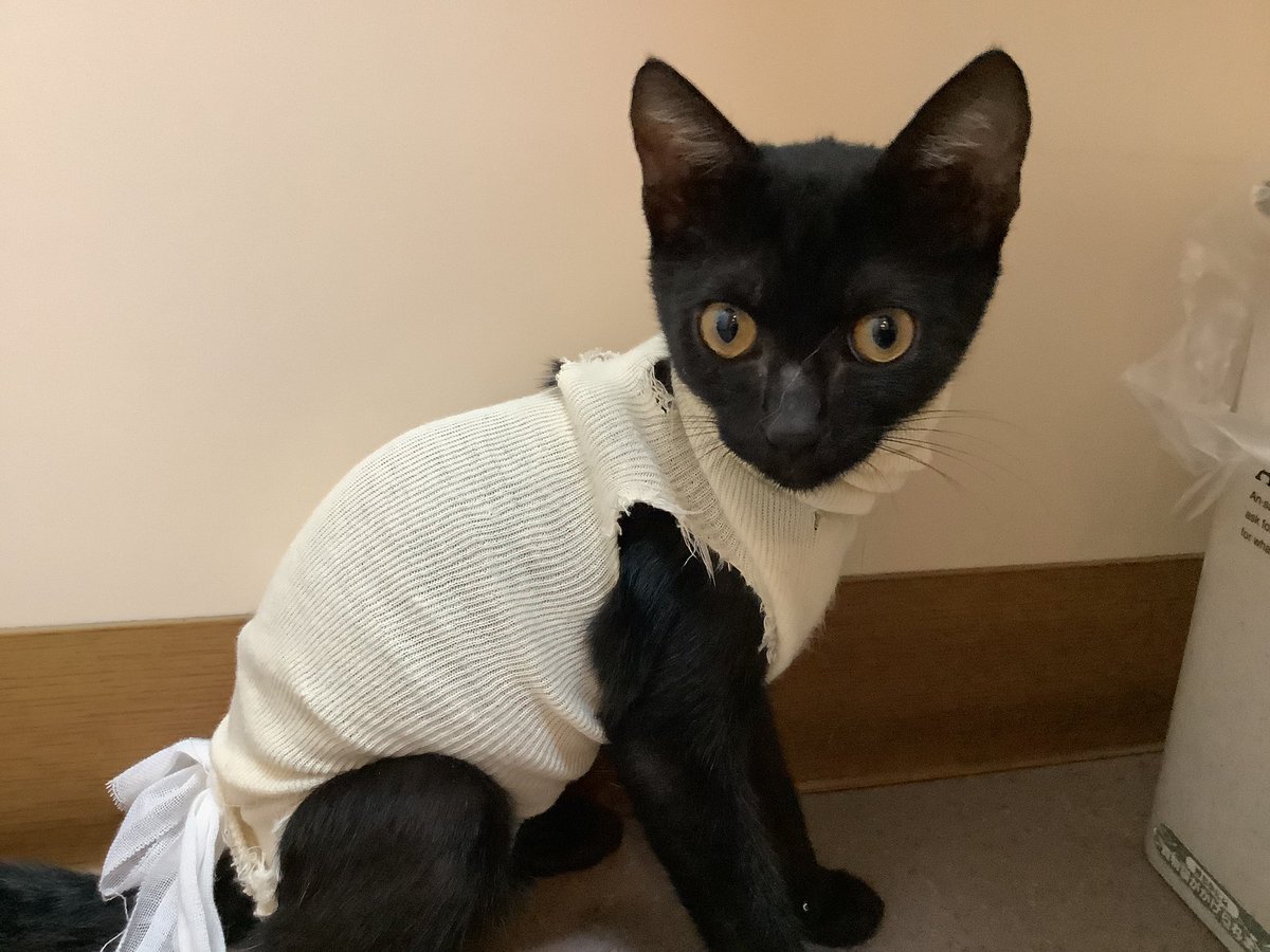 nakagawaahp's tweet photo. 《小笠原猫飼い主さん募集》
去勢済み男の子、ネロくん
甘えん坊で抱っこするとゴロゴロいいます🐈‍⬛
大人しくて優しい子です❣️
ご連絡お待ちしております☎︎ https://t.co/g9BcOoyLSR